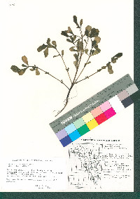 Portulaca oleracea image