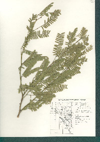 Prosopis glandulosa image