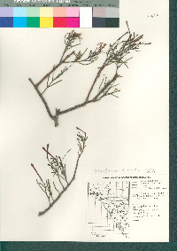 Psittacanthus sonorae image