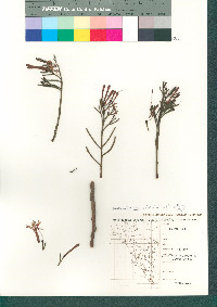 Psittacanthus sonorae image