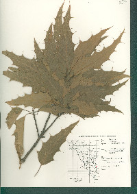 Quercus albocincta image