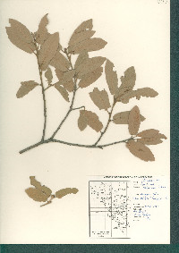 Quercus arizonica image