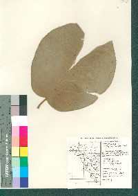 Image of Quercus pennivenia