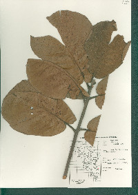 Quercus rugosa image