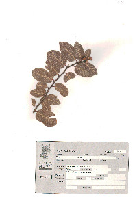 Rhus kearneyi image