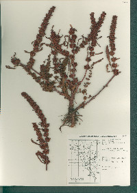 Rumex obtusifolius image