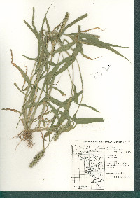 Setaria adhaerens image