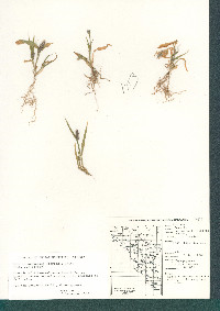 Setaria adhaerens image