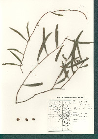Struthanthus haenkeanus image