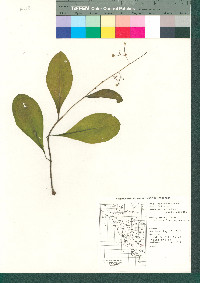 Talinum paniculatum image