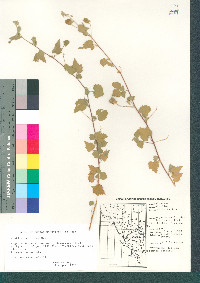 Abutilon parvulum image