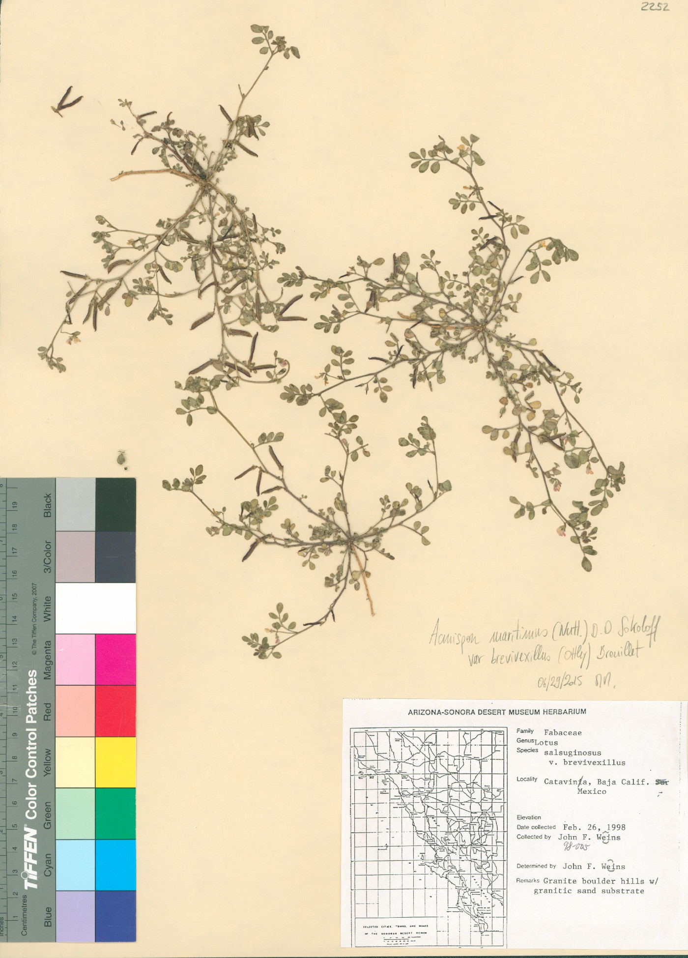 Acmispon maritimus var. brevivexillus image