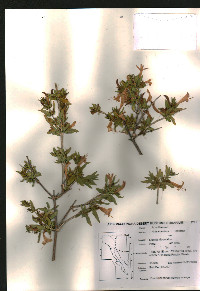 Anisacanthus thurberi image