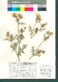 Argemone ochroleuca subsp. ochroleuca image