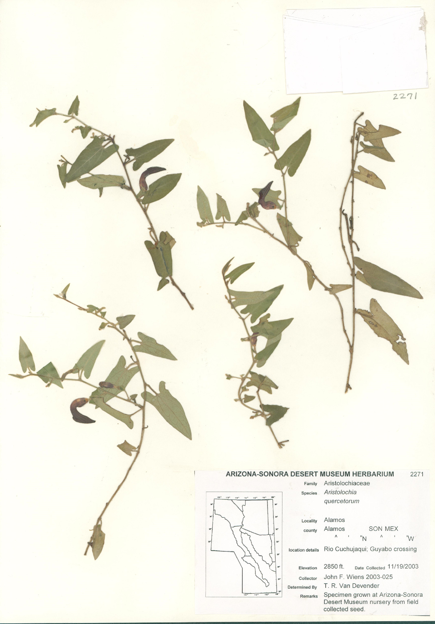 Aristolochia quercetorum image