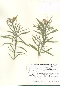 Asclepias fascicularis image