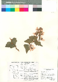 Begonia gracilis image