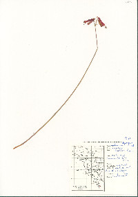 Image of Behria tenuiflora