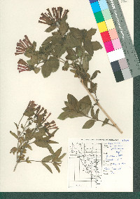 Bouvardia ternifolia image