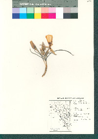 Calochortus kennedyi image