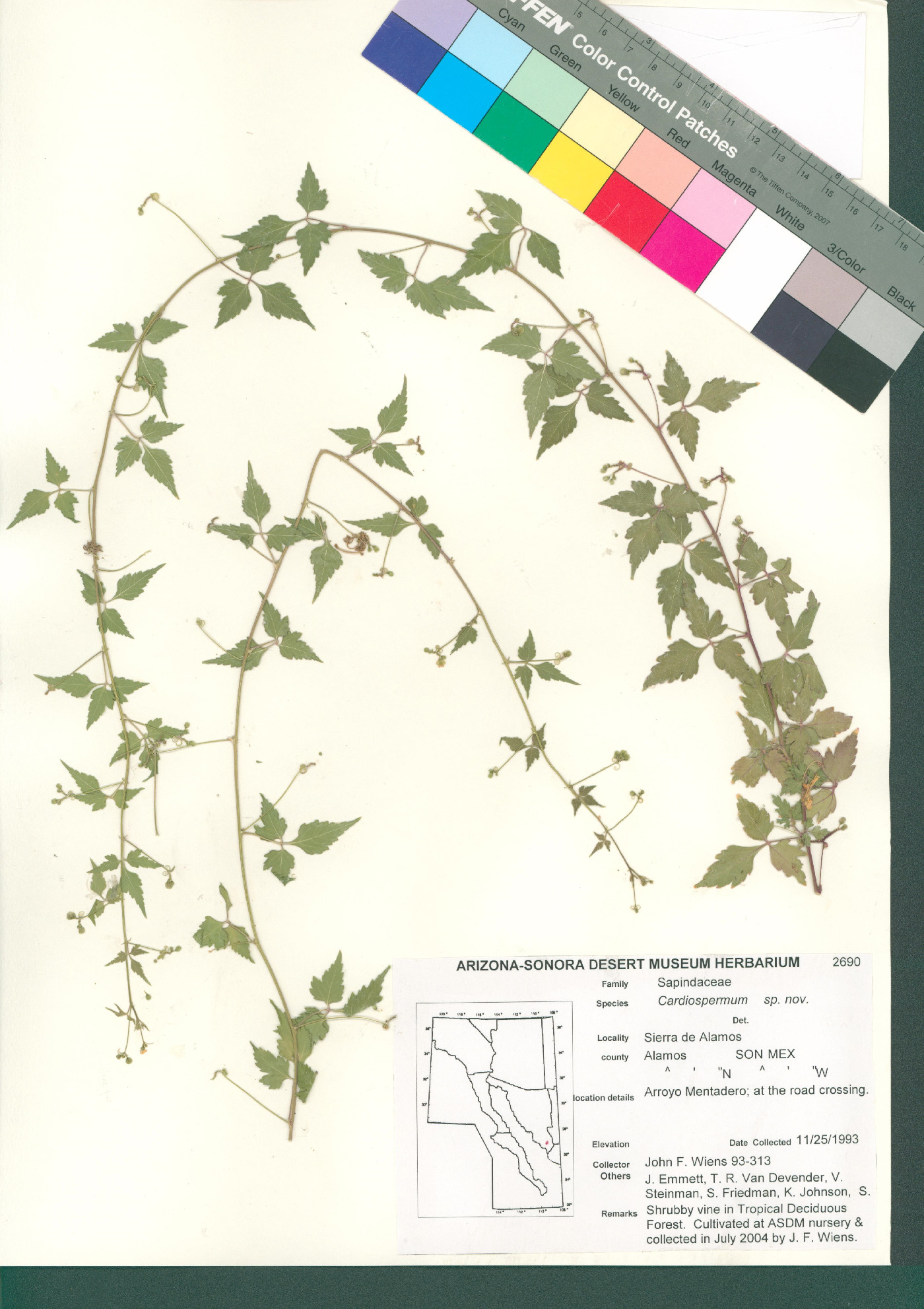 Cardiospermum cuchujaquense image