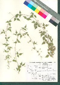 Image of Cardiospermum cuchujaquense