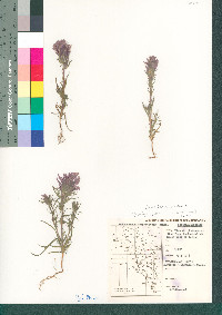 Castilleja exserta image