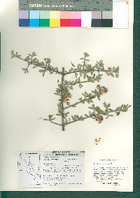 Ceanothus pauciflorus image