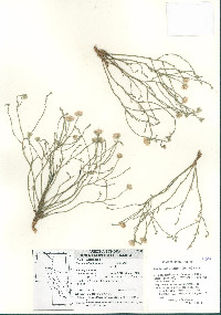 Chaetopappa ericoides image