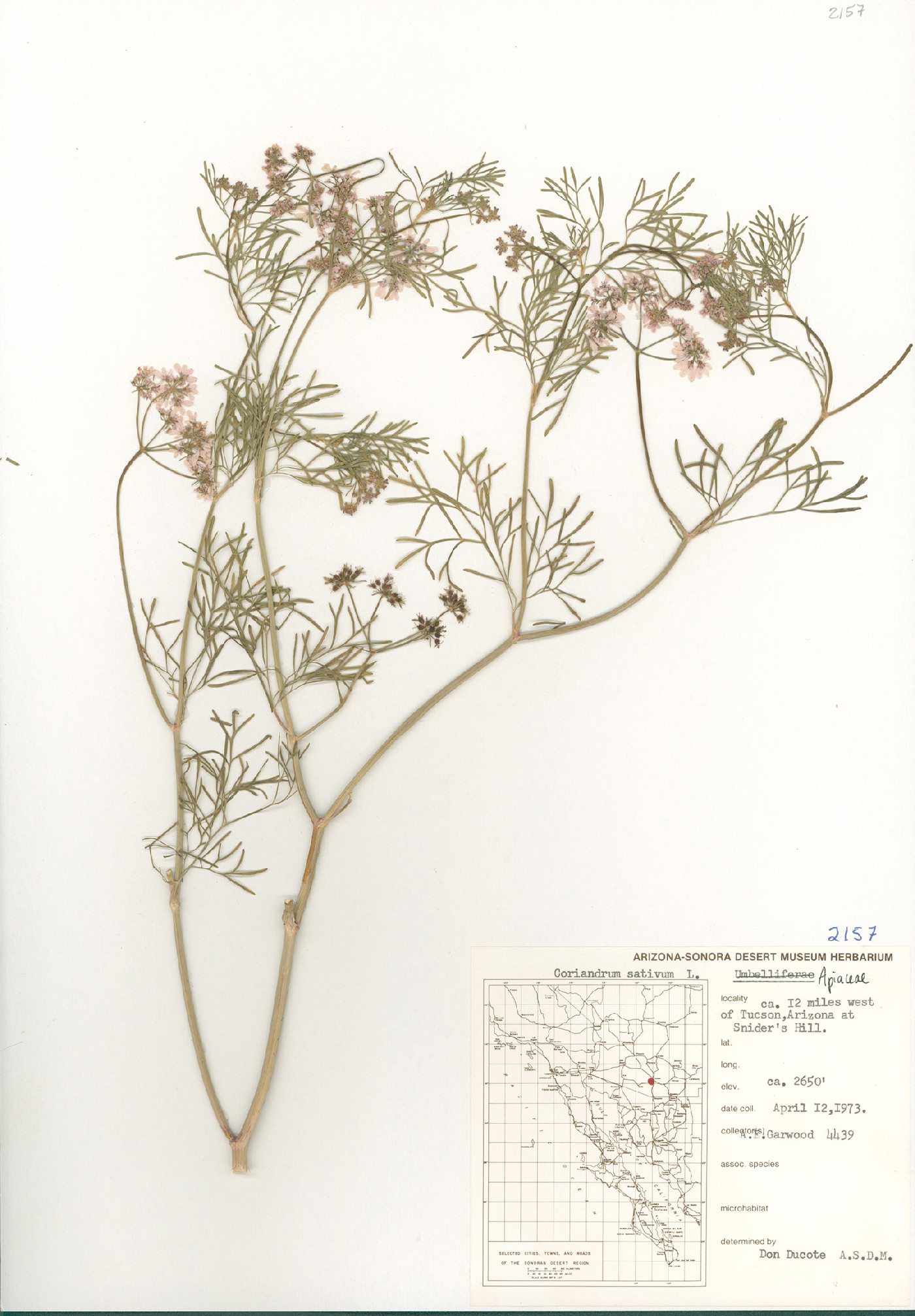 Coriandrum sativum image