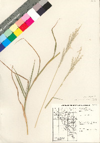 Digitaria californica image