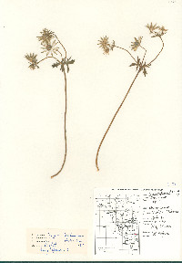 Eryngium beecheyanum image