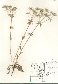 Eryngium lemmonii image