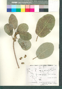 Ficus cotinifolia image