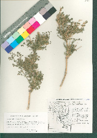 Galium stellatum image