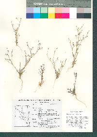 Gilia mexicana image