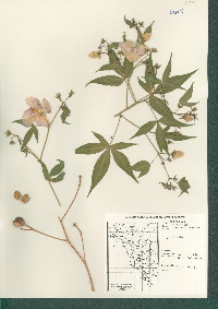Gossypium thurberi image