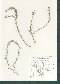 Hedeoma hyssopifolia image
