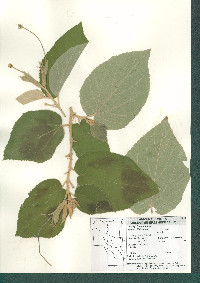 Helicteres vegae image