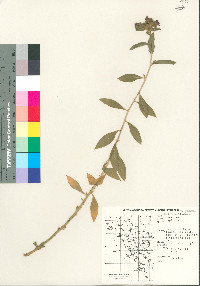 Hydrolea spinosa image