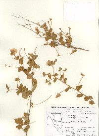 Jacquemontia abutiloides image