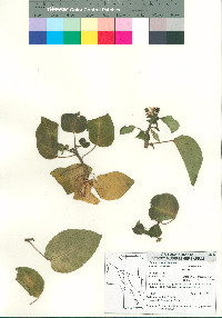 Jatropha vernicosa image