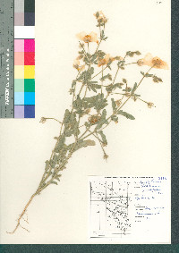 Kallstroemia grandiflora image