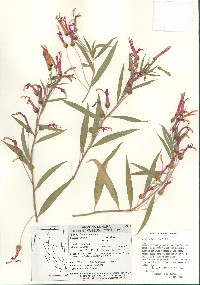 Lobelia laxiflora image