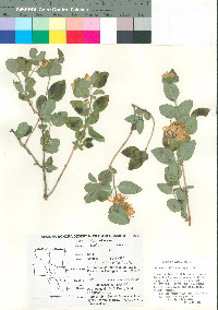 Lonicera albiflora image