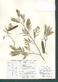 Lysiloma divaricatum image