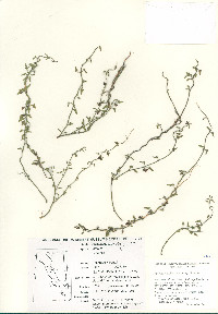Matelea parvifolia image
