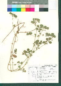 Medicago polymorpha image