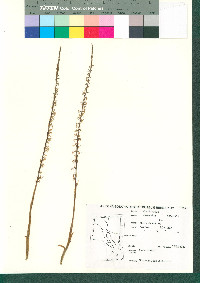 Mesadenus polyanthus image
