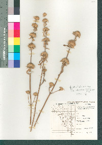 Monarda citriodora image